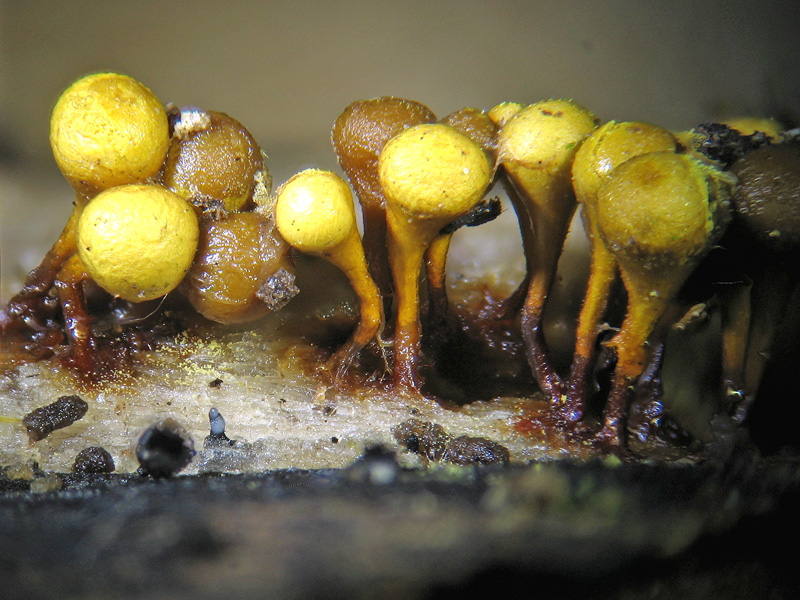Altra di Boffalora Ticino